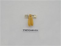 藏品(巨橙苔蛾)的圖片